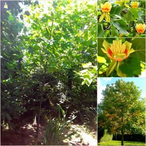 Тюльпанове дерево (Liriodendron tulipifera) /Н 350+ см/АЛЕ 6-8см /ком