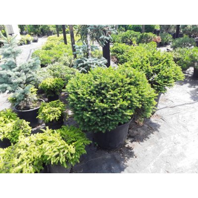 Саджанці купити Ялина сербська (Picea omorika) "Karel" / D70 см / контейнер C35 L