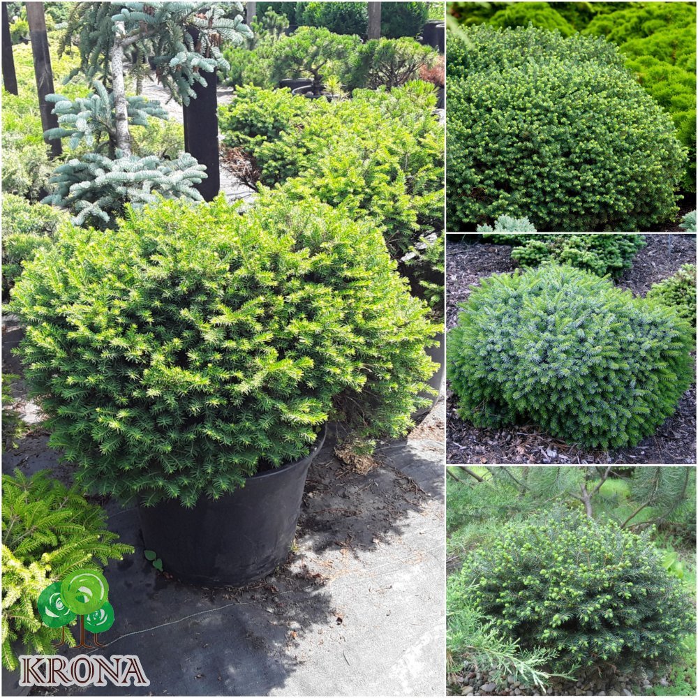 Саджанці купити Ялина сербська (Picea omorika) "Karel" / D70 см / контейнер C35 L