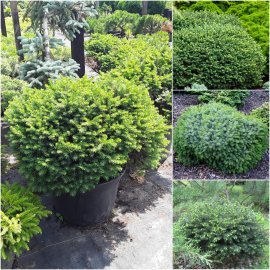 Ялина сербська (Picea omorika) "Karel" / D70 см / контейнер C35 L