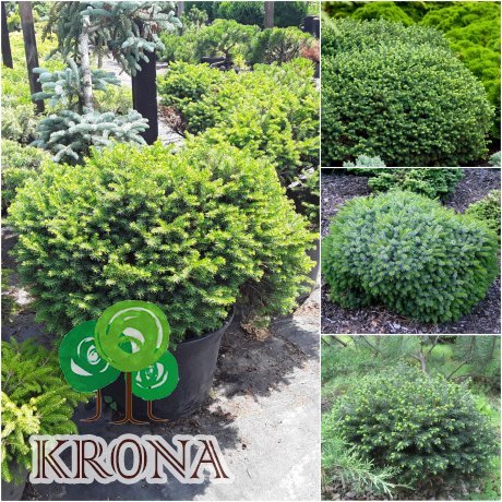 Саджанці купити Ялина сербська (Picea omorika) "Karel" / D70 см / контейнер C35 L