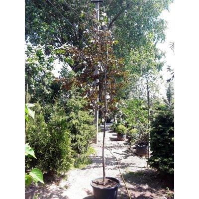 Саджанці купити Черемха віргінська (Prunus virginiana) "Shubert" / H300см / НО8-10см / контейнер