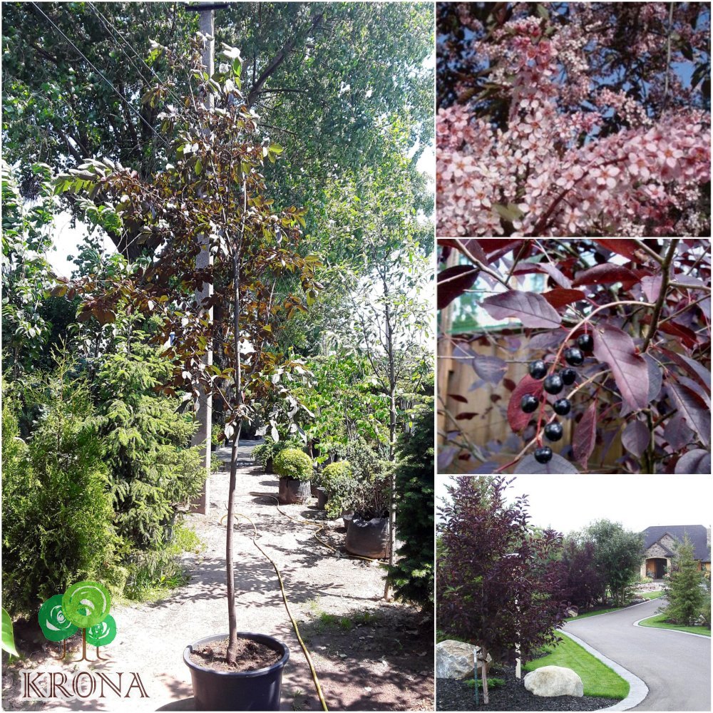 Саджанці купити Черемха віргінська (Prunus virginiana) "Shubert" / H300см / НО8-10см / контейнер