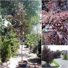 Черемха віргінська (Prunus virginiana) "Shubert" / H300см / НО8-10см / контейнер Черемха віргінська (Prunus virginiana) "Shubert" / H300см / НО8-10см / контейнер
