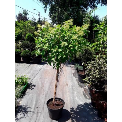 Саджанці купити Гортензія волотиста (Hydrangea paniculata) "Phantom" /Stam 80 см/ контейнер