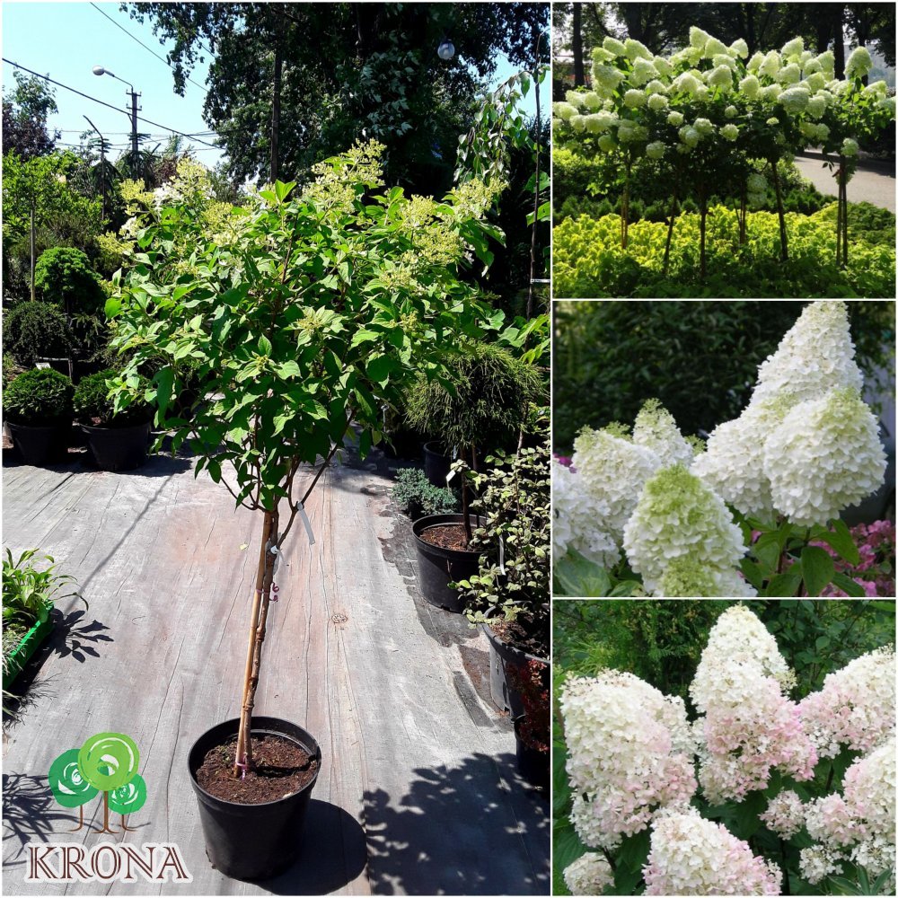 Саджанці купити Гортензія волотиста (Hydrangea paniculata) "Phantom" /Stam 80 см/ контейнер