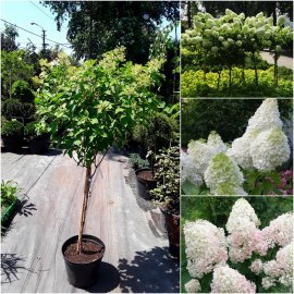 Гортензія волотиста (Hydrangea paniculata) "Phantom" /Stam 80 см/ контейнер