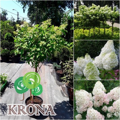 Саджанці купити Гортензія волотиста (Hydrangea paniculata) "Phantom" /Stam 80 см/ контейнер