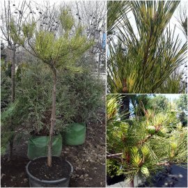 Сосна густокольорова (Pinus densiflora) "Oculus-draconis" / Stam 140 см / контейнер