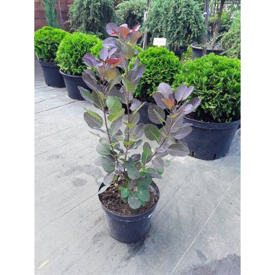 Саджанці купити Скумпія шкіряна (Cotinus coggygria) "Royal Purple" /Н 100 см+/ контейнер C7.5 L