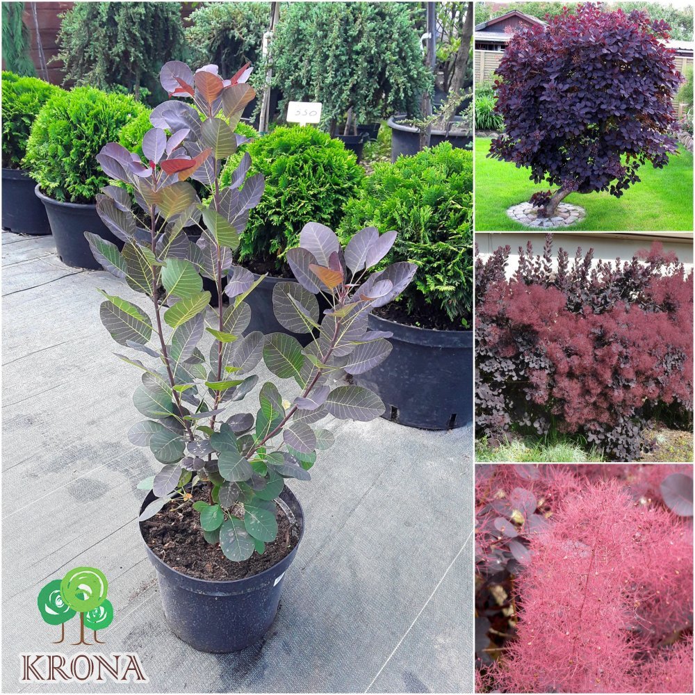 Саджанці купити Скумпія шкіряна (Cotinus coggygria) "Royal Purple" /Н 100 см+/ контейнер C7.5 L