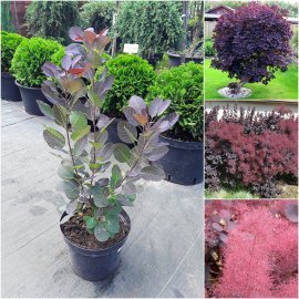 Скумпія шкіряна (Cotinus coggygria) "Royal Purple" /Н 100 см+/ контейнер C7.5 L