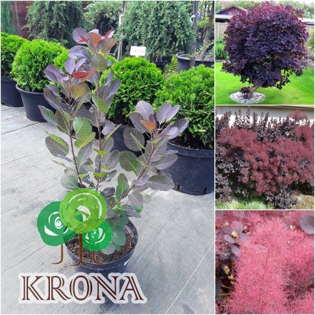 Саджанці купити Скумпія шкіряна (Cotinus coggygria) "Royal Purple" /Н 100 см+/ контейнер C7.5 L