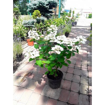 Саджанці купити Гортензія волотиста (Hydrangea paniculata) "Early Sensation" / контейнер С7.5 L