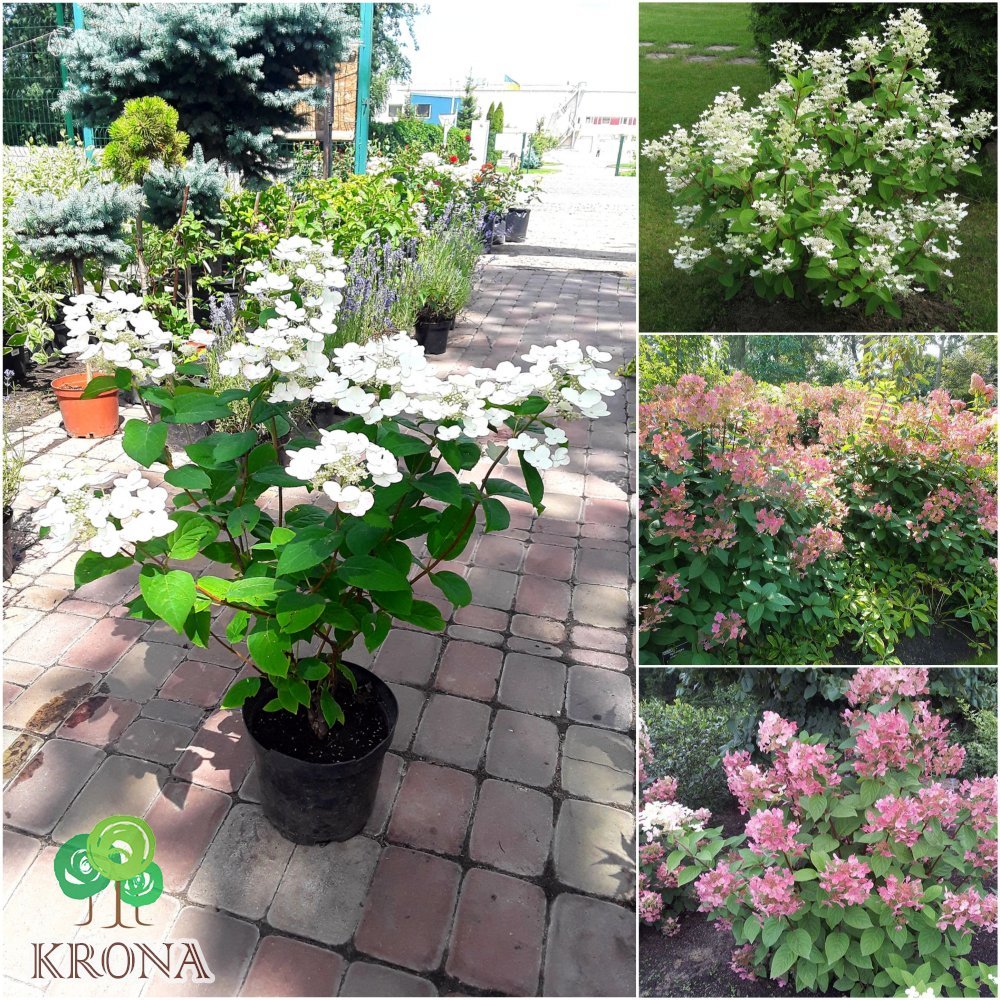 Саджанці купити Гортензія волотиста (Hydrangea paniculata) "Early Sensation" / контейнер С7.5 L