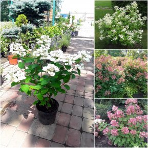 Гортензія волотиста (Hydrangea paniculata) "Early Sensation" / контейнер С7.5 L