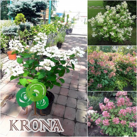 Саджанці купити Гортензія волотиста (Hydrangea paniculata) "Early Sensation" / контейнер С7.5 L