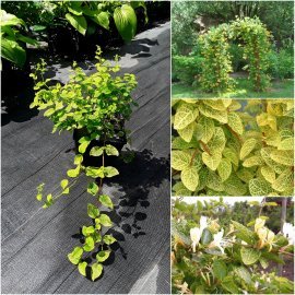 Жимолість японська "Aureoreticulata" /Н 100 см/ контейнер C3 L Жимолість японська "Aureoreticulata" /Н 100 см/ контейнер C3 L
