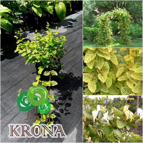 Саджанці купити Жимолість японська "Aureoreticulata" /Н 100 см/ контейнер C3 L