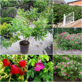 Троянда ругоза (Rosa rugosa) "Rubra" / контейнер С10 L