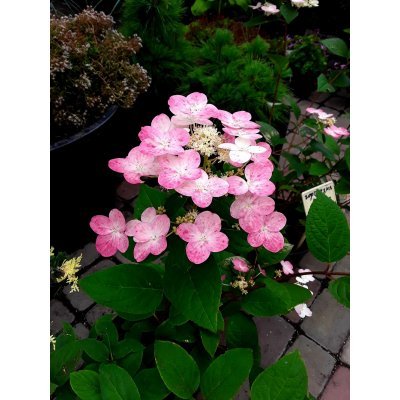 Саджанці купити Гортензія волотиста (Hydrangea paniculata) "Early Sensation" / контейнер С7.5 L