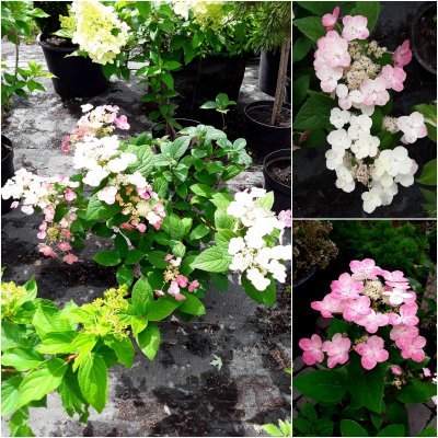 Саджанці купити Гортензія волотиста (Hydrangea paniculata) "Early Sensation" / контейнер С7.5 L