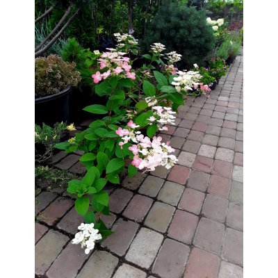 Саджанці купити Гортензія волотиста (Hydrangea paniculata) "Early Sensation" / контейнер С7.5 L