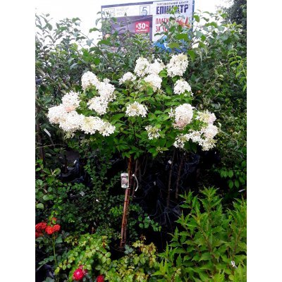 Саджанці купити Гортензія волотиста (Hydrangea paniculata) "Phantom" /Stam 80 см/ контейнер
