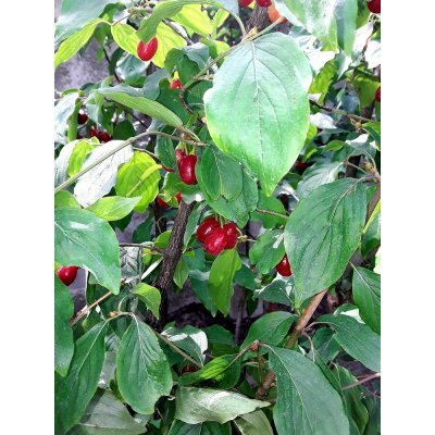 Саджанці купити Кизил звичайний (Cornus mas)  /Н 230 + см/ 8 років / контейнер С 65 L
