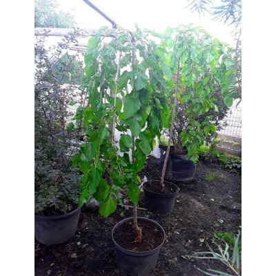 Саджанці купити Шовковиця біла (Morus alba) "Pendula"/Stam 160-180 см/АЛЕ 7-9 см/контейнер