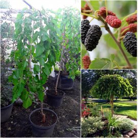 Шовковиця біла (Morus alba) "Pendula"/Stam 160-180 см/АЛЕ 7-9 см/контейнер