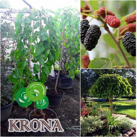 Саджанці купити Шовковиця біла (Morus alba) "Pendula"/Stam 160-180 см/АЛЕ 7-9 см/контейнер