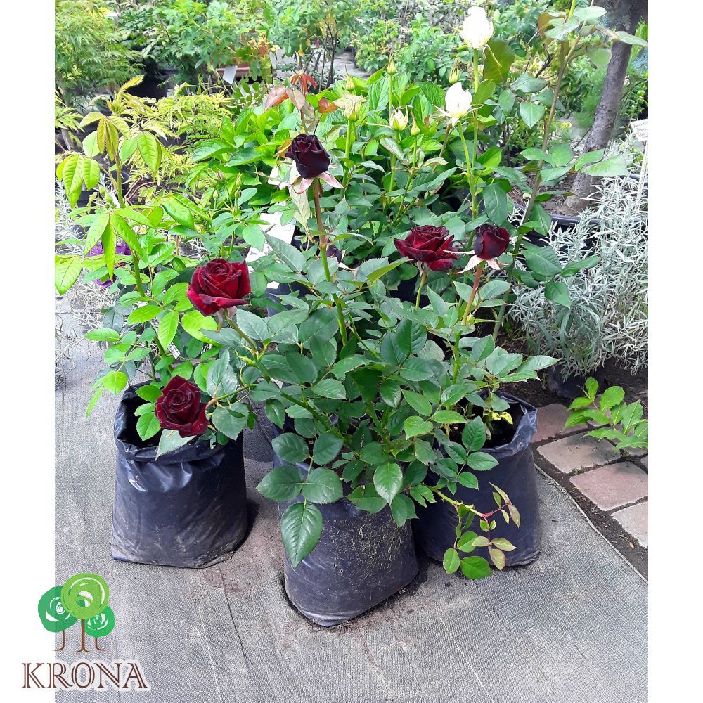 Саджанці купити Троянда чайно-гібридна "Black Baccara"/Блек Баккара / контейнер C7.5 L