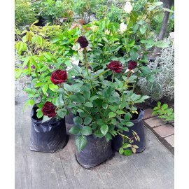 Троянда чайно-гібридна "Black Baccara"/Блек Баккара / контейнер C7.5 L