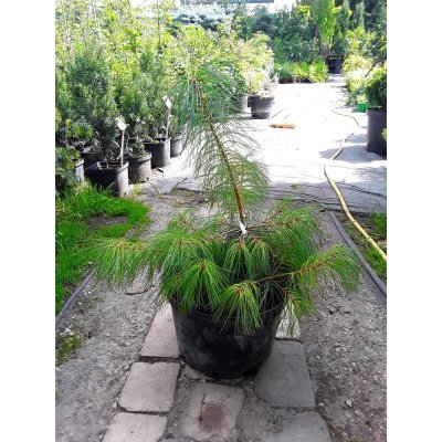 Саджанці купити Сосна гімалайська / Гріффіта (Pinus wallichiana / Griffithii) / Н 30-40 см / контейнер C5 L