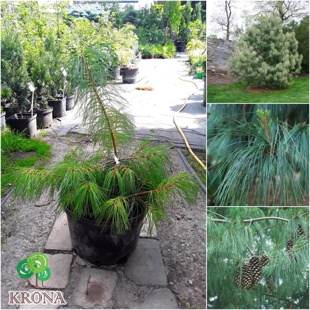 Саджанці купити Сосна гімалайська / Гріффіта (Pinus wallichiana / Griffithii) / Н 30-40 см / контейнер C5 L