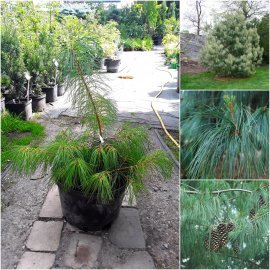 Сосна гімалайська / Гріффіта (Pinus wallichiana / Griffithii) / Н 30-40 см / контейнер C5 L