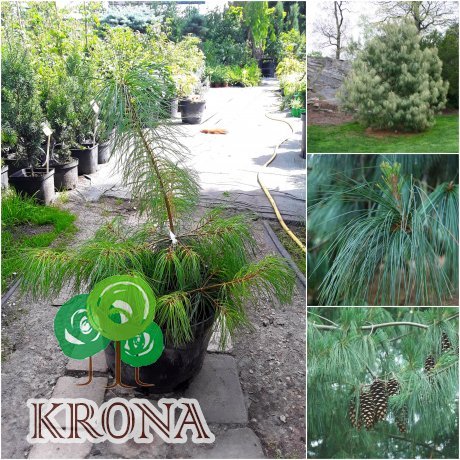 Саджанці купити Сосна гімалайська / Гріффіта (Pinus wallichiana / Griffithii) / Н 30-40 см / контейнер C5 L