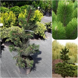 Сосна чорна (Pinus nigra) "Oregon Green" /H 60-70 см/контейнер С7.5 L