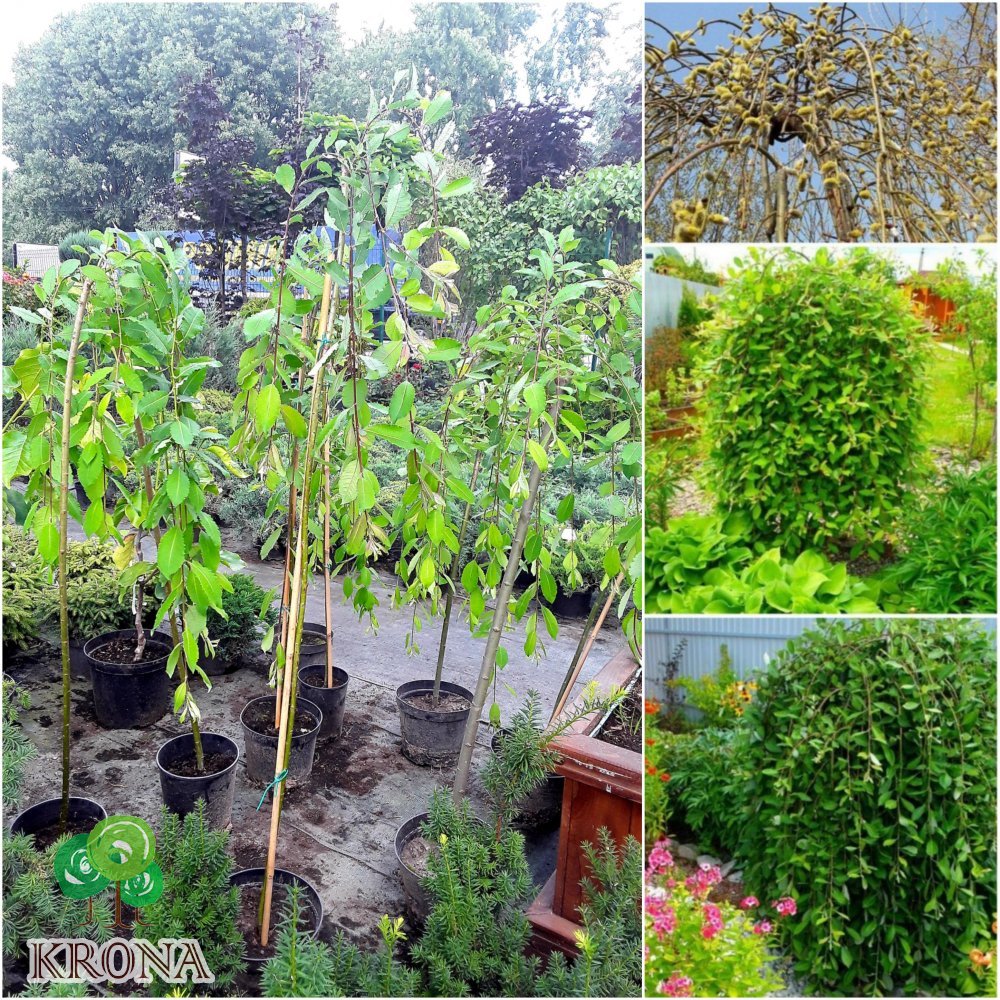 Саджанці купити Верба козяча (Salix caprea) "Pendula" / Stam 100-140 см / контейнер