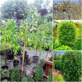 Верба козяча (Salix caprea) "Pendula" / Stam 100-140 см / контейнер