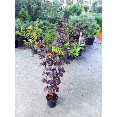 Саджанці купити Пухироплідник калинолистий (Physocarpus opulifolius) "Red Baron" / контейнер C5 L