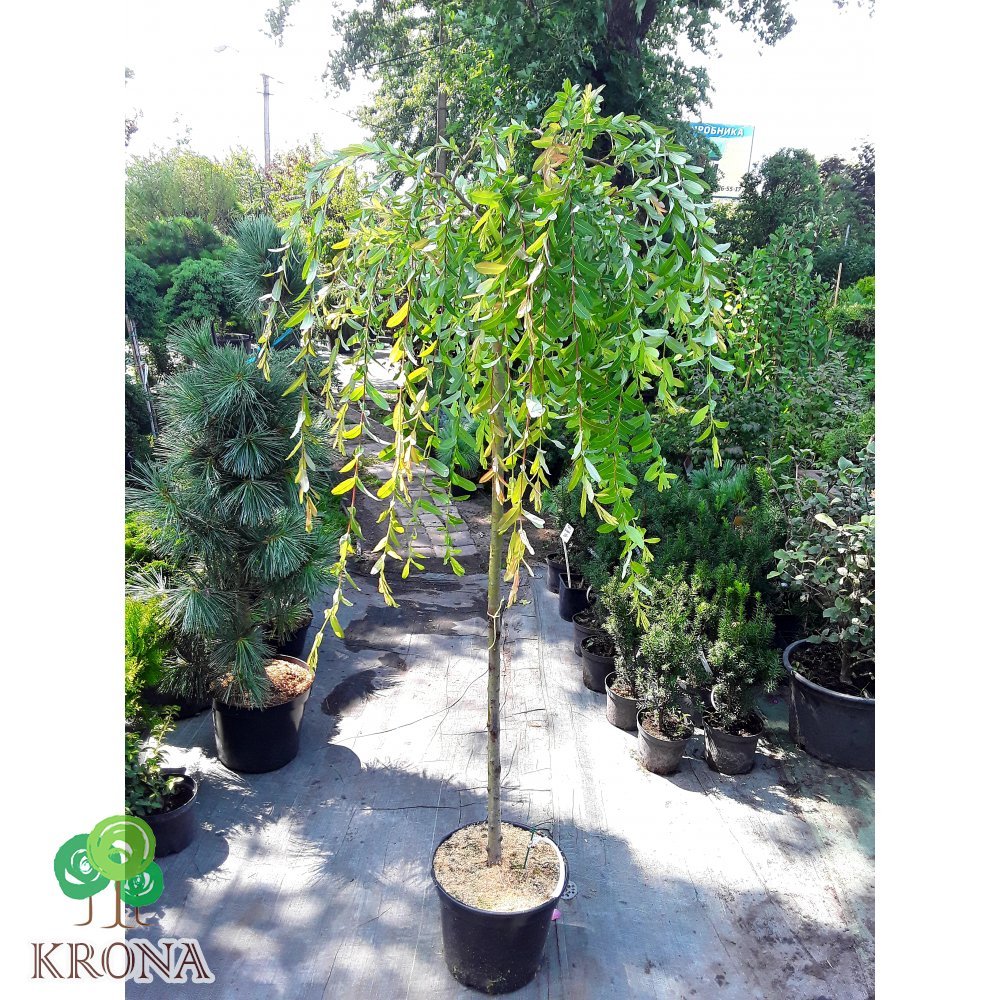 Саджанці купити Верба цільнолиста (Salix integra) "Pendula" /Stam 130 см/ контейнер С10 L