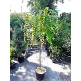 Верба цільнолиста (Salix integra) "Pendula" /Stam 130 см/ контейнер С10 L