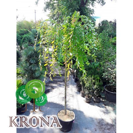 Саджанці купити Верба цільнолиста (Salix integra) "Pendula" /Stam 130 см/ контейнер С10 L