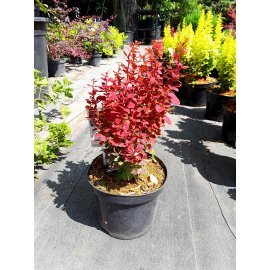 Барбарис Тунберга (Berberis thunbergii) "Chiquita" / контейнер С3 L