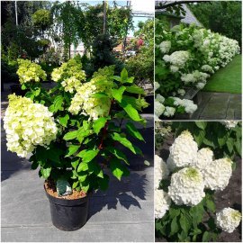  Гортензія волотиста "Меджикал Мон Блан"/(Hydrangea paniculata) "Magical Mont Blanc" / контейнер С7.5 L