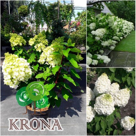 Саджанці купити  Гортензія волотиста "Меджикал Мон Блан"/(Hydrangea paniculata) "Magical Mont Blanc" / контейнер С7.5 L