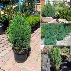 Ялівець китайський (Juniperus chinensis) "Stricta" /Н 50 см/контейнер С5 L
