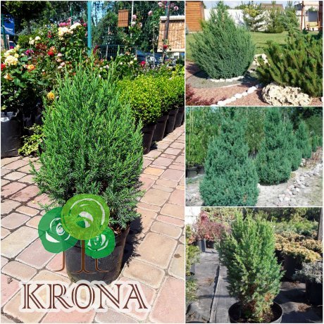 Саджанці купити Ялівець китайський (Juniperus chinensis) "Stricta" /Н 50 см/контейнер С5 L